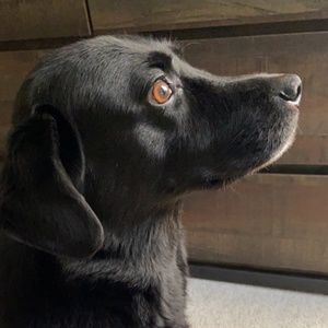 Meet your Posher, Kevin